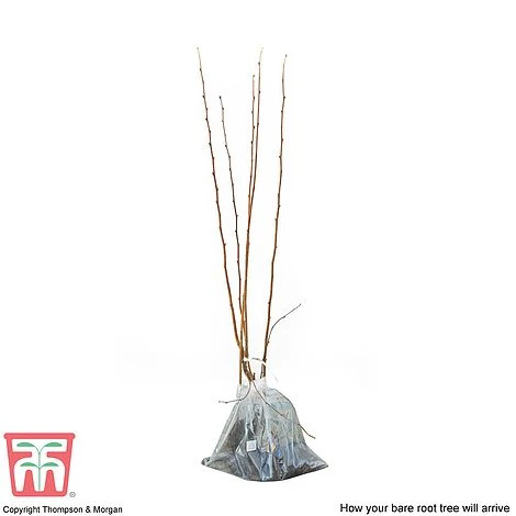 Hazelnut 'Red Cracker' - Image 2