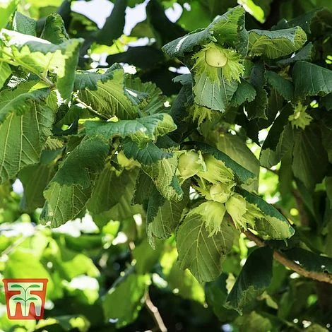 Corylus Avellana (Hedging) - Image 3