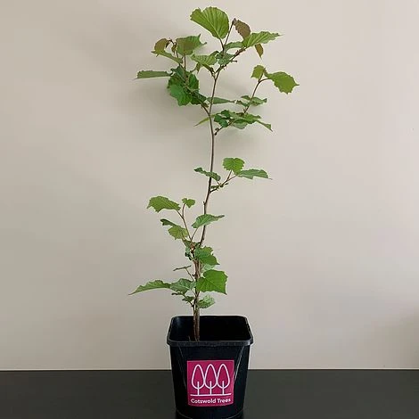 Hazel Tree (Corylus Avellana) Grown By Cotswold Trees - Image 2