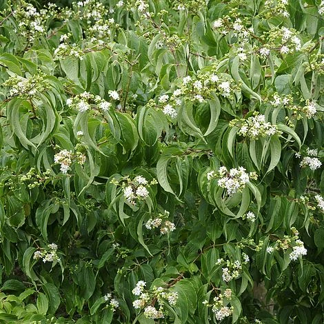 Heptacodium Miconioides - Image 2