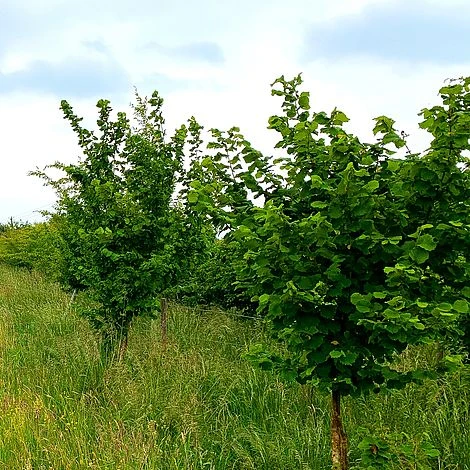 Hazel Tree (Corylus Avellana) Grown By Cotswold Trees - Image 4