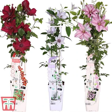 Clematis Patio Collection - Image 5