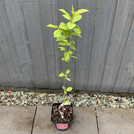Bird Cherry Tree (Prunus Padus) Grown By Cotswold Trees - Image 3