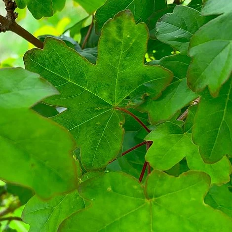 Field Maple Tree (Acer Campestre) Grown By Cotswold Trees - Image 4