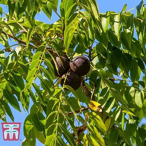 Black Walnut - Image 2