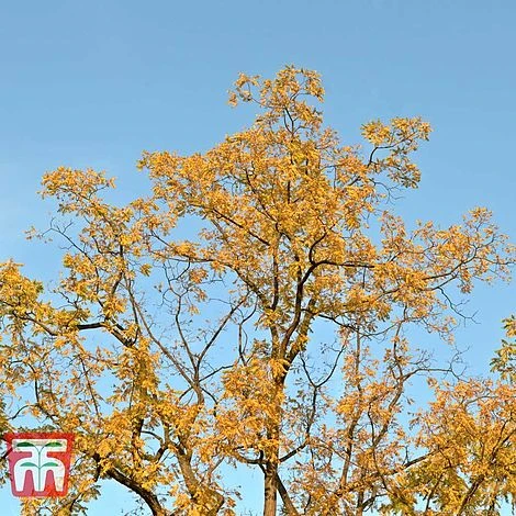 Black Walnut - Image 3