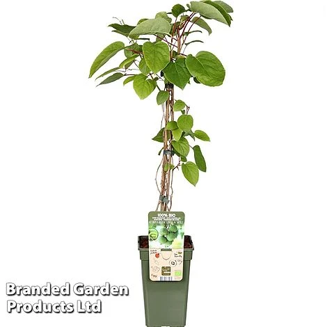 Kiwi 'Geneva' - Image 2