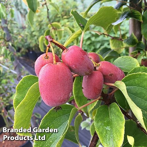 Kiwi Jumbo Duo - Image 2