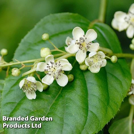 Kiwi 'Prince Jumbo' (Male Variety) - Image 2