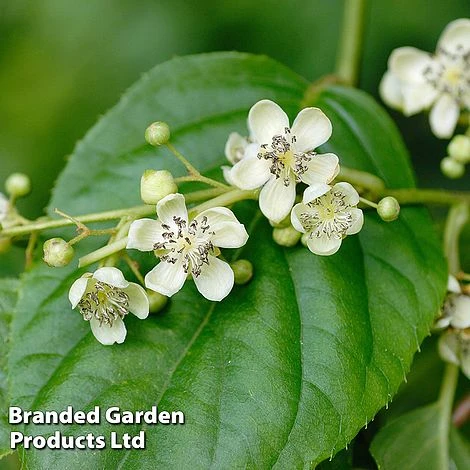 Kiwi Jumbo Duo - Image 3