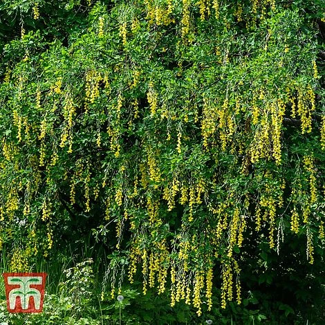 Laburnum Anagyroides - Image 2