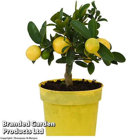 Limequat Citrus Plant - Image 5