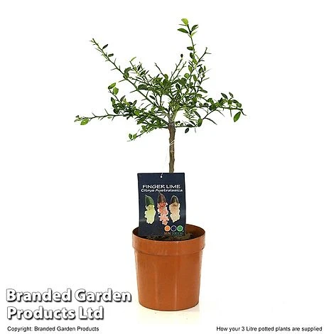 Lime 'Caviar Lime' - Image 4