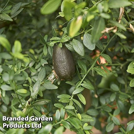 Lime 'Caviar Lime' - Image 2