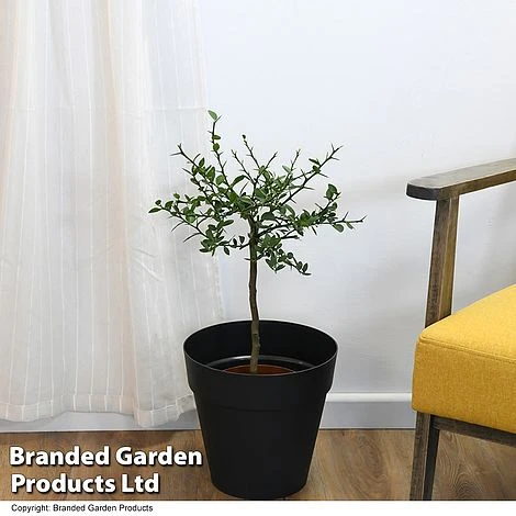 Lime 'Caviar Lime' - Image 5