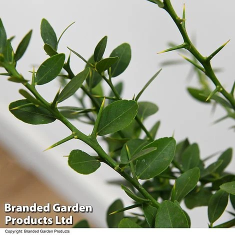 Lime 'Caviar Lime' - Image 6