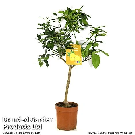 Limequat Citrus Plant - Image 3