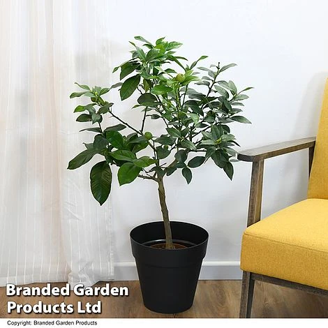 Limequat Citrus Plant - Image 4