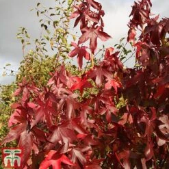 Liquidambar Styraciflua 'Thea'