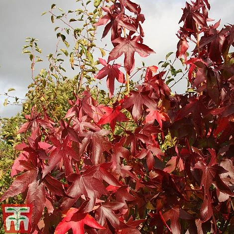 Liquidambar Styraciflua 'Thea'