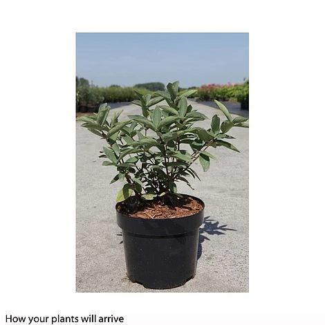 Lonicera Kamtschatica 'Myberry Sweet' - Image 2