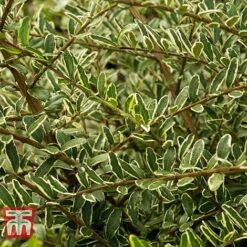 Lonicera Nitida 'Lemon Beauty'