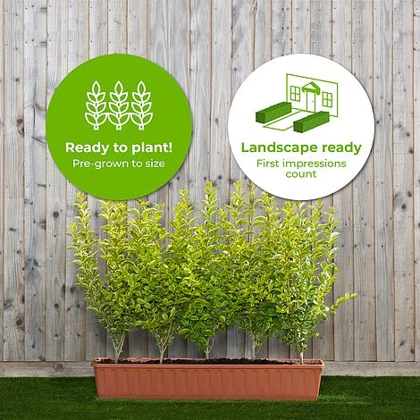 Privet Instant Trough Hedge 1m (pre-grown) - Image 2