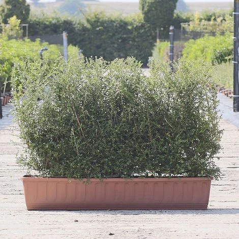 Honeysuckle Instant Trough Hedge 1m (pre-grown)