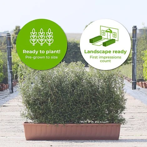 Honeysuckle Instant Trough Hedge 1m (pre-grown) - Image 2