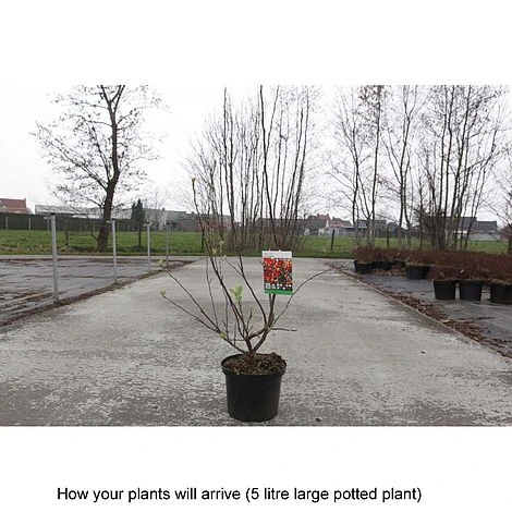 Crab Apple 'Evereste' - Image 3