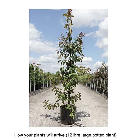 Crab Apple 'Indian Magic' - Image 2