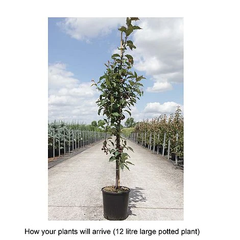 Crab Apple 'Red Obelisk' - Image 2