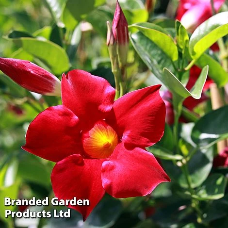 Mandevilla 'Sundaville Collection' - Image 4