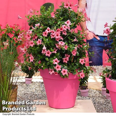 Mandevilla 'Sundaville Flamingo Pink'