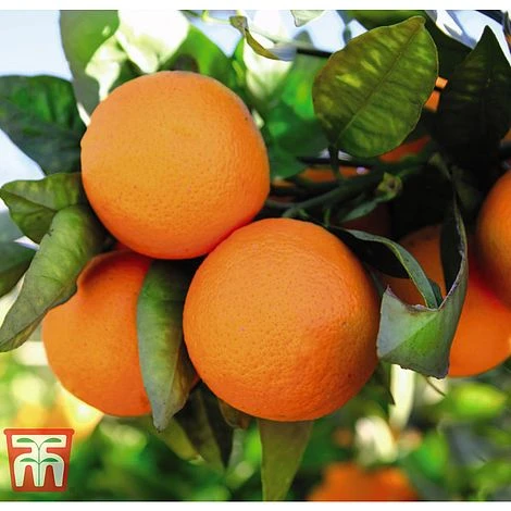 The Marmalade Collection - Gift - Image 2