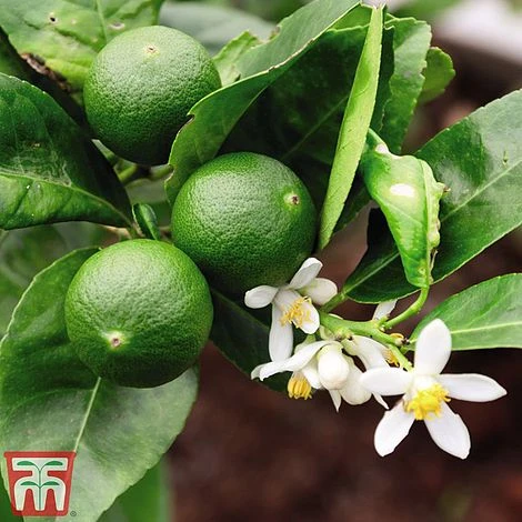 The Marmalade Collection - Gift - Image 3