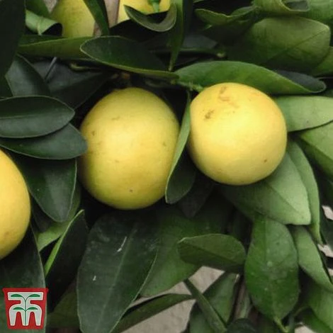 The Marmalade Collection - Gift - Image 4