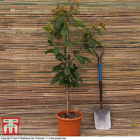 Cherry 'Morello' - Image 5