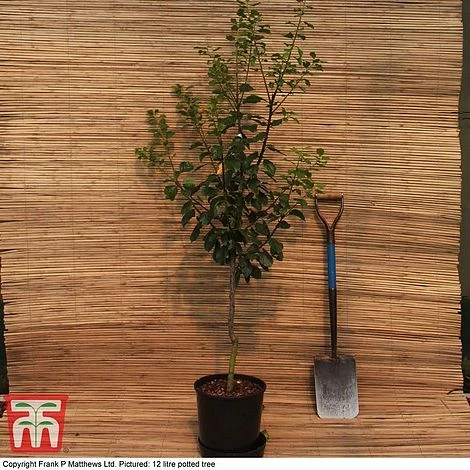 Plum 'Mirabelle Golden Sphere' - Image 2