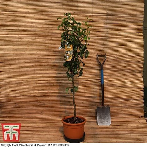 Pear 'Concorde' - Image 2