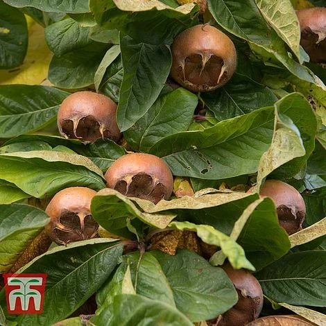 Medlar 'Nottingham' - Image 2