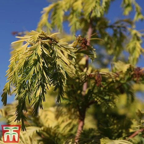Metasequoia Glyptostroboides 'Gold Rush'