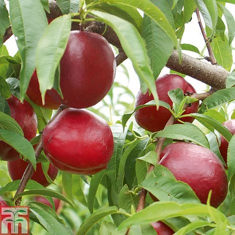 Nectarine 'Fantasia' - Image 2