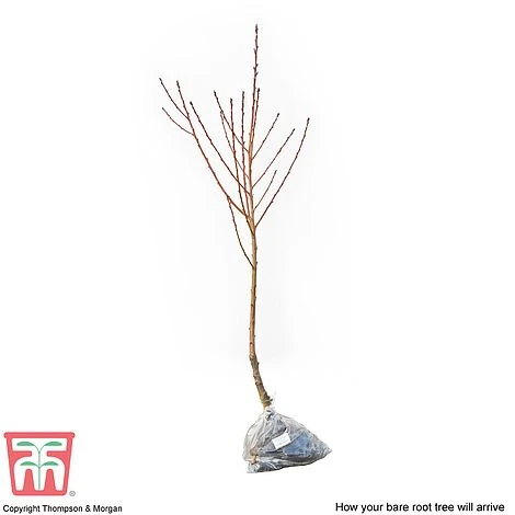 Nectarine 'Fantasia' - Image 3