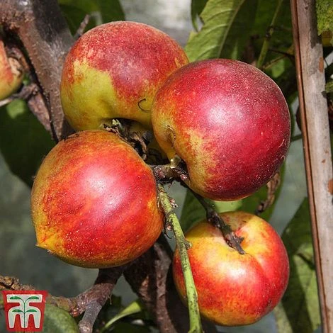 Nectarine 'Lord Napier' - Image 2