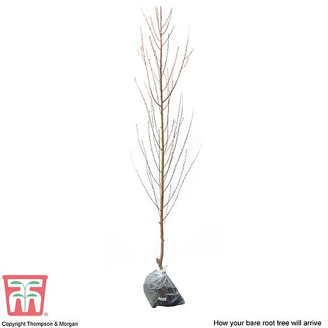 Nectarine 'Lord Napier' - Image 3