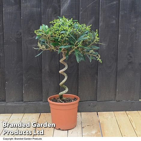 Olive Tree With Spiral Stem