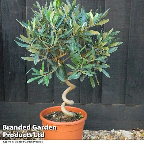 Olive Tree With Spiral Stem - Image 2