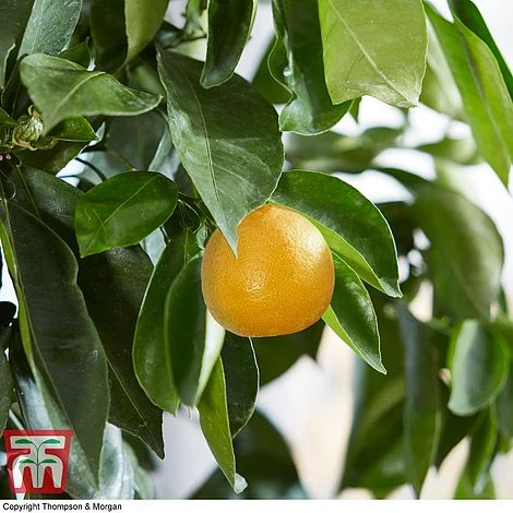 Bitter Orange - Image 2