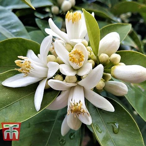 Bitter Orange - Image 4